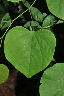 Cercis canadensis leaf